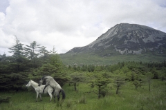 mount-copy