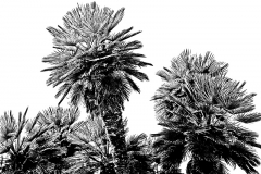 FABRIC PRINTS (BLACK & WHITE)