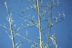 09-copy