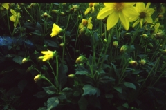 holga-03