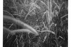holga-04